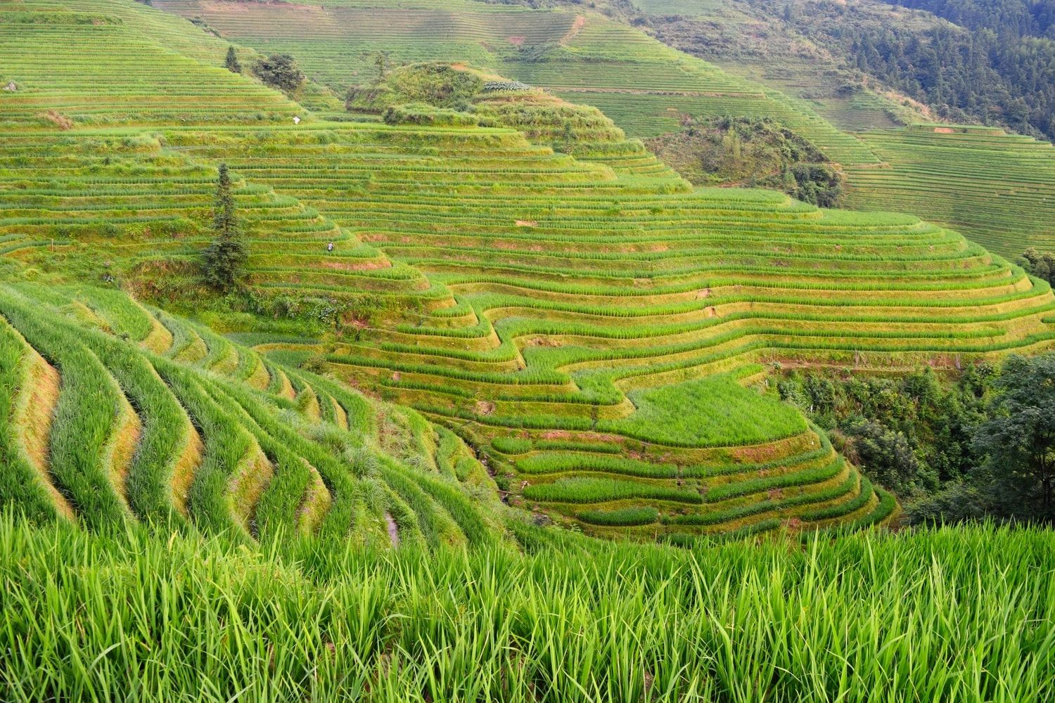 River Landscapes and Rice Terrace Walks in Guangxi — travel photographs
