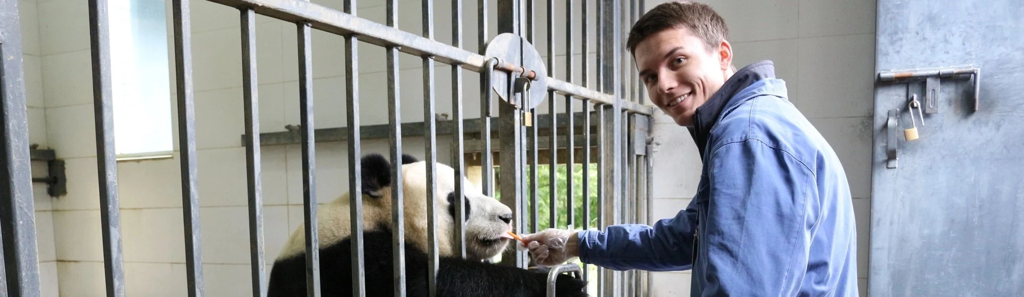 Meet the Giant Pandas near Chengdu